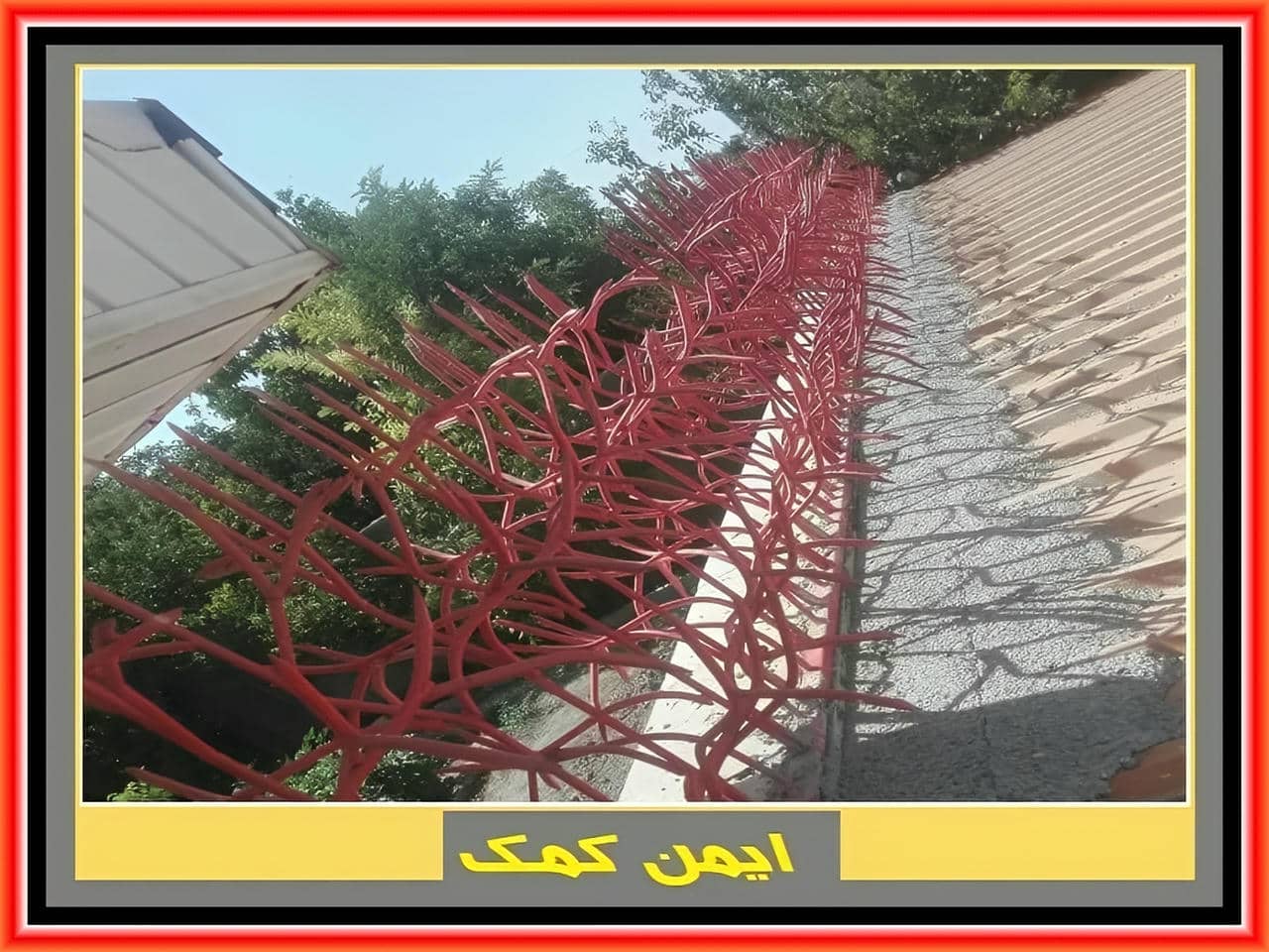 حفاظ جنگلی