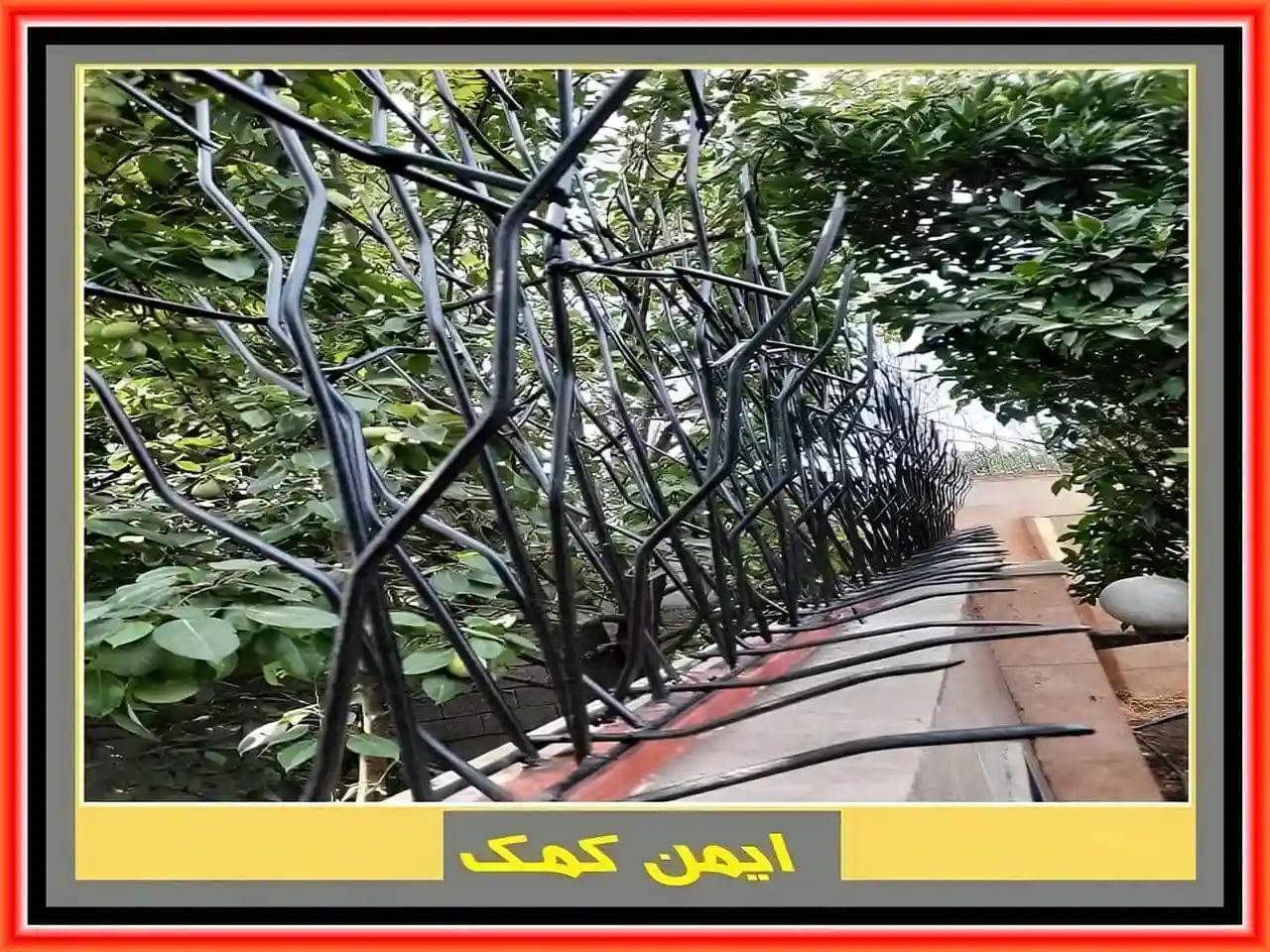 جنس حفاظ شاخ گوزنی