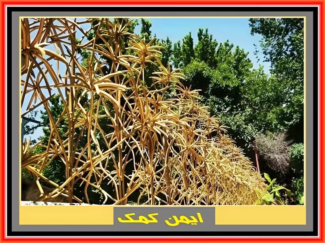 قیمت حفاظ نخل مردابی