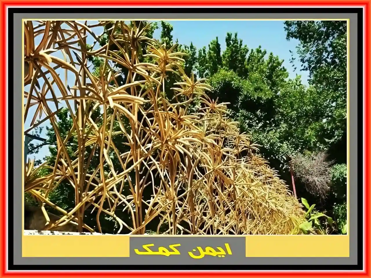 قیمت حفاظ نخل مردابی