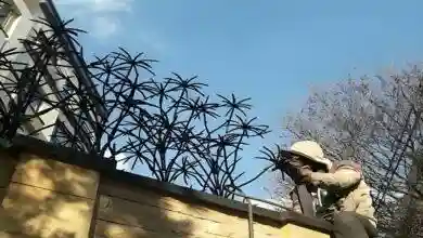 حفاظ نخل مرداب