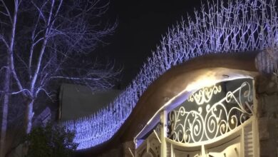حفاظ شاخ گوزنی در ایرانشهر