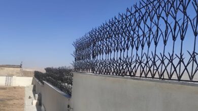 حفاظ شاخ گوزنی در گرگان