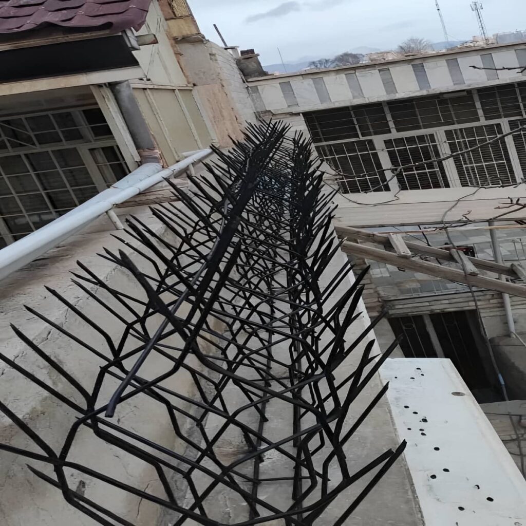 حفاظ شاخ گوزنی در بندر انزلی