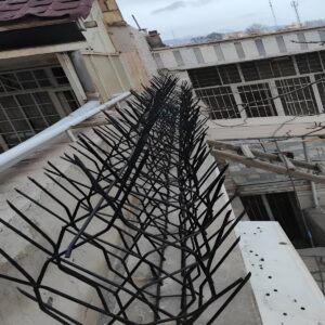 حفاظ شاخ گوزنی در بندر انزلی
