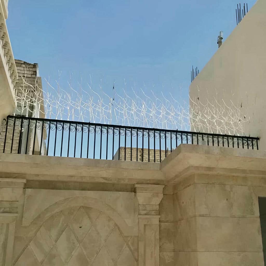 حفاظ شاخ گوزنی در محمدشهر