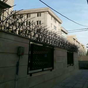 حفاظ شاخ گوزنی در قائمشهر
