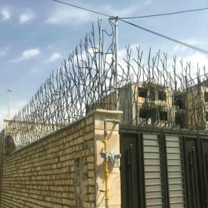 حفاظ شاخ گوزنی در ساوه