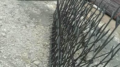 حفاظ شاخ گوزنی در سنندج