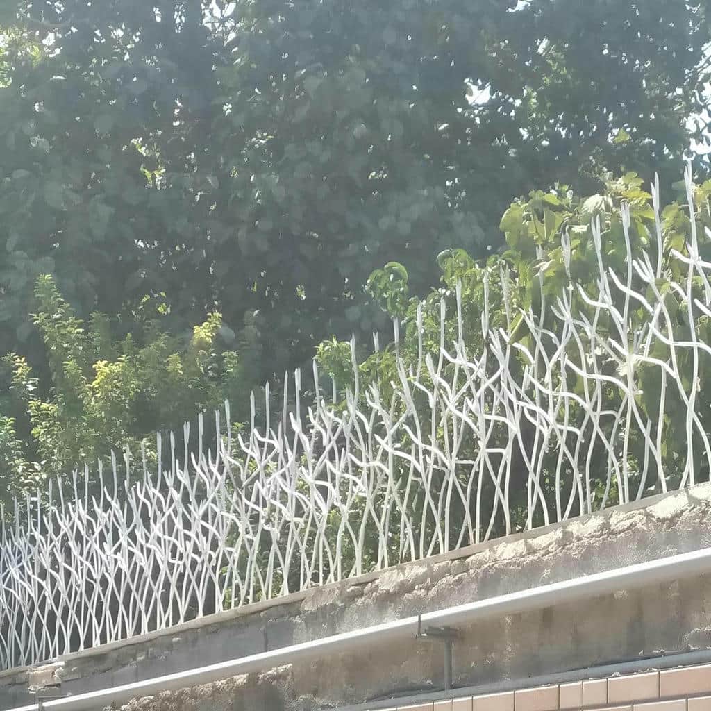 حفاظ شاخ گوزنی در فردیس کرج
