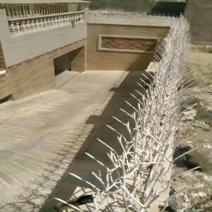 حفاظ شاخ گوزنی در کرمان