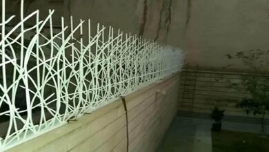 حفاظ شاخ گوزنی در تبریز