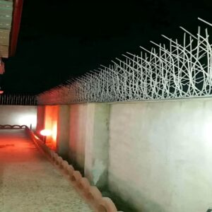 حفاظ شاخ گوزنی در فیروزکوه