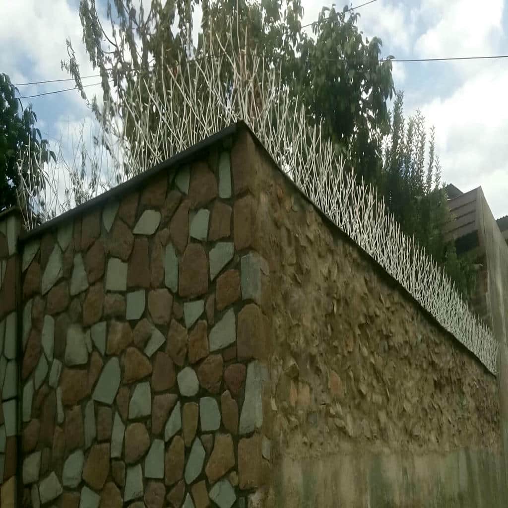 حفاظ شاخ گوزنی در استان مازندران