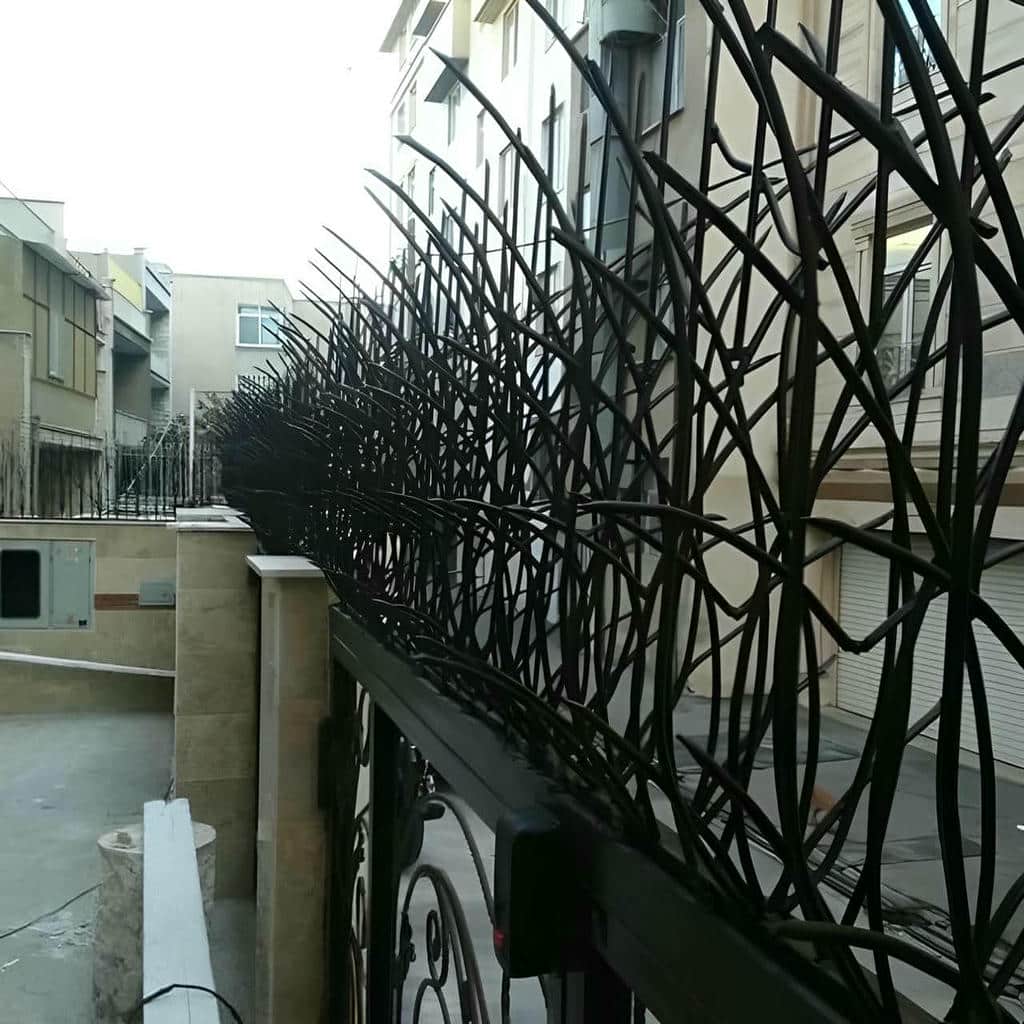 حفاظ شاخ گوزنی در بیرجند