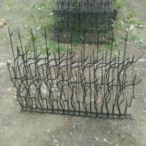 حفاظ شاخ گوزنی در بندر لنگه
