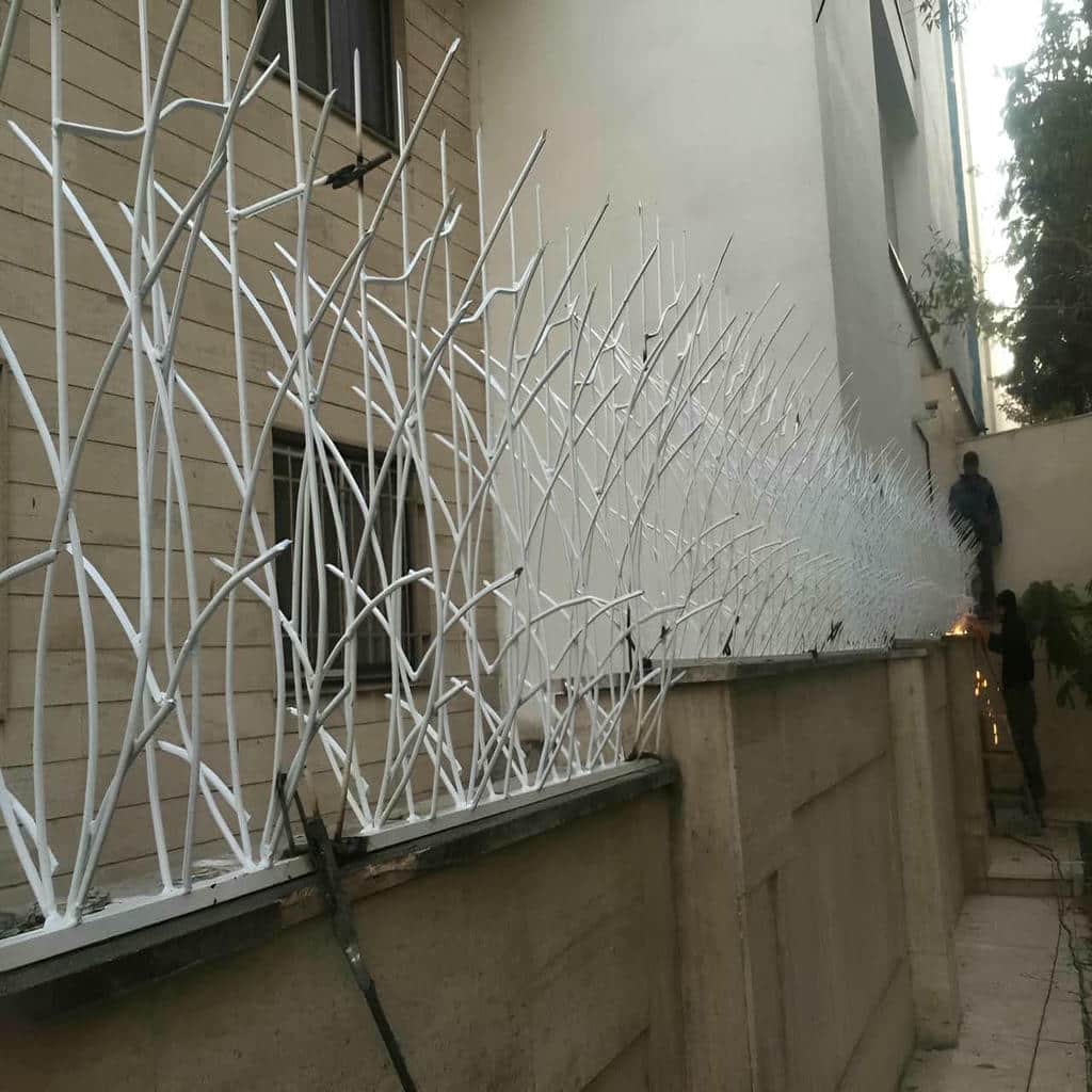 حفاظ شاخ گوزنی در اهواز