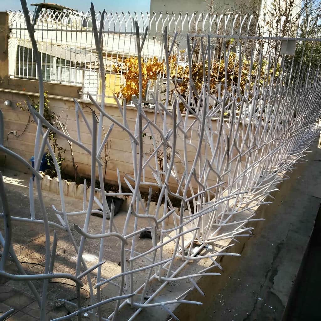 قیمت حفاظ شاخ گوزنی شاخه‌های تیز در اهواز