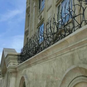 حفاظ شاخ گوزنی در یاسوج