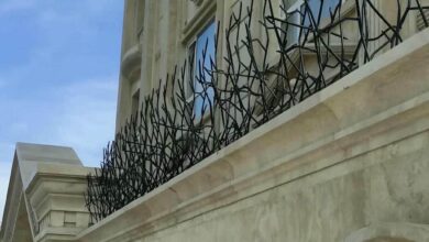 حفاظ شاخ گوزنی در یاسوج
