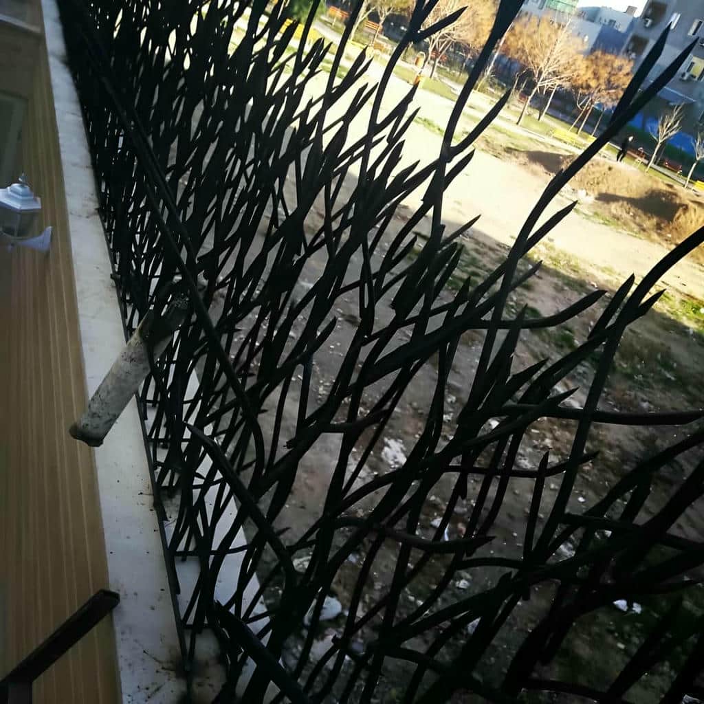 حفاظ شاخ گوزنی در کمال شهر