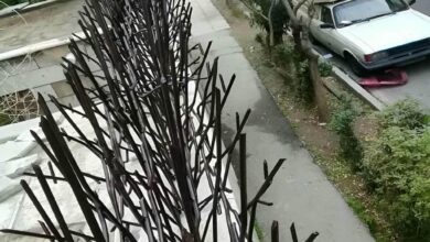 حفاظ شاخ گوزنی در استان گلستان