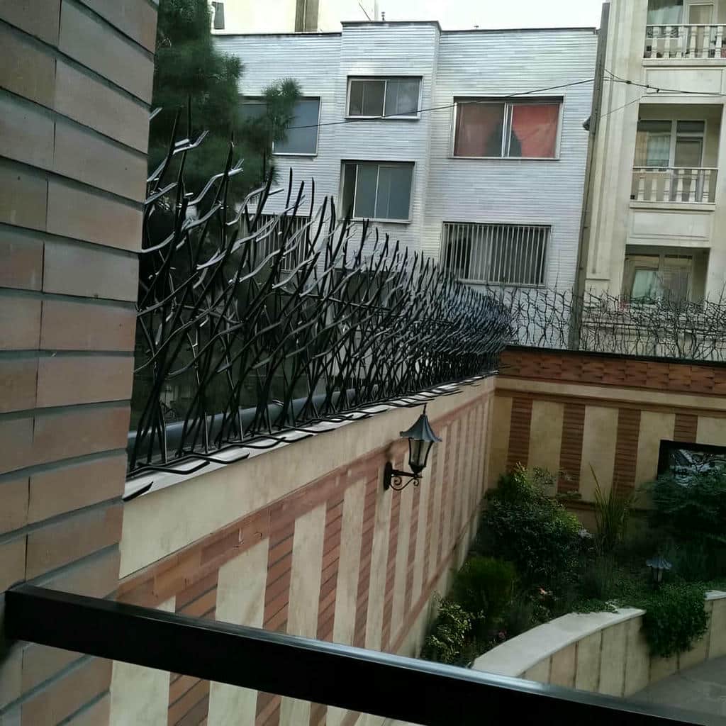 حفاظ شاخ گوزنی در آبسرد