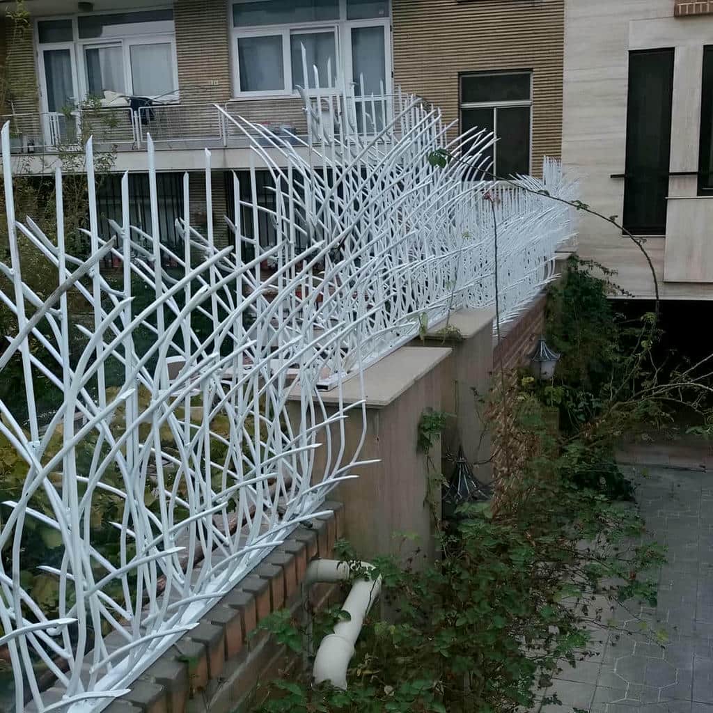 حفاظ دیوار شاخ گوزنی مشکی کنار ویلای بیرجند